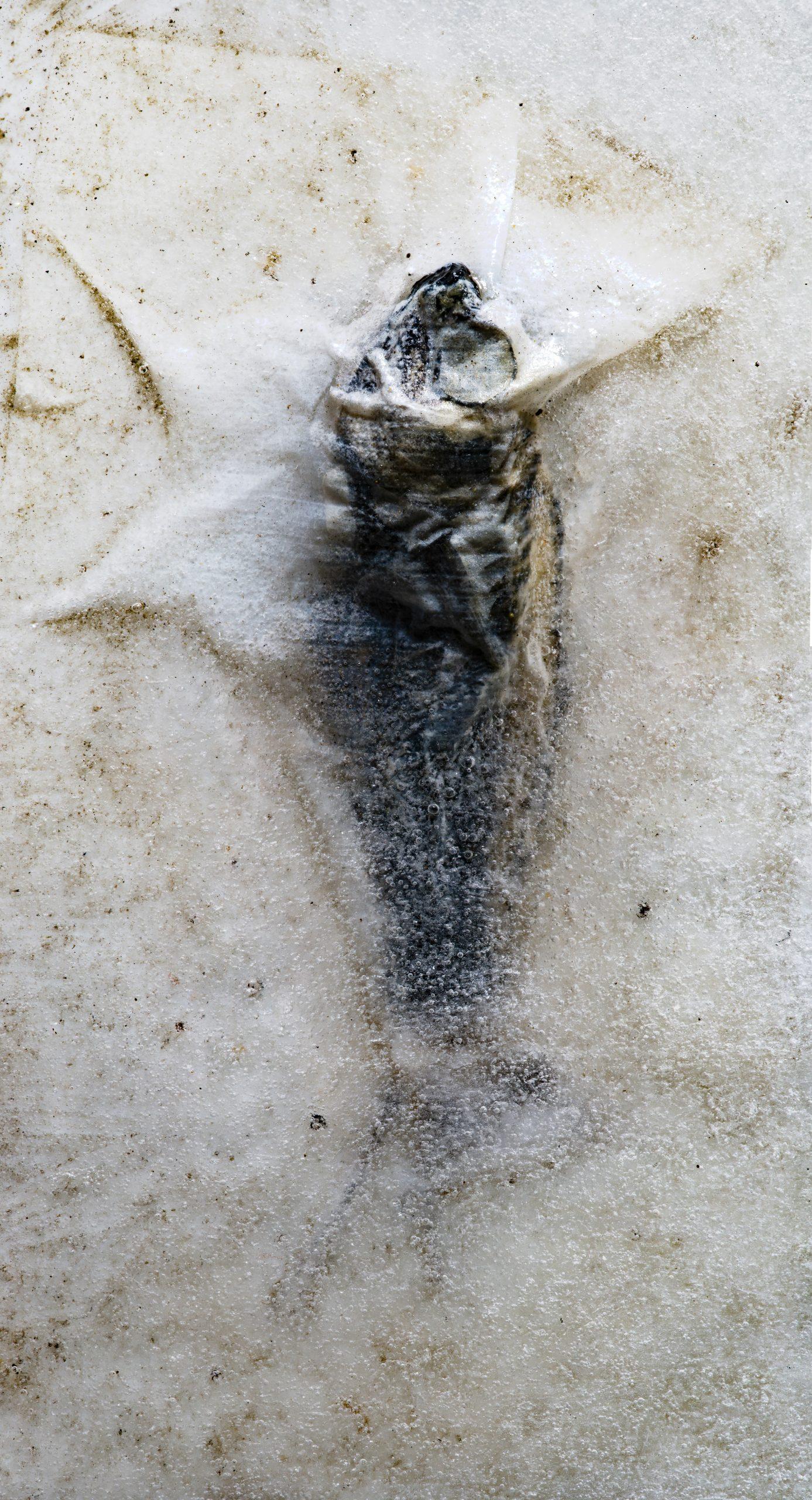 Icebound #66