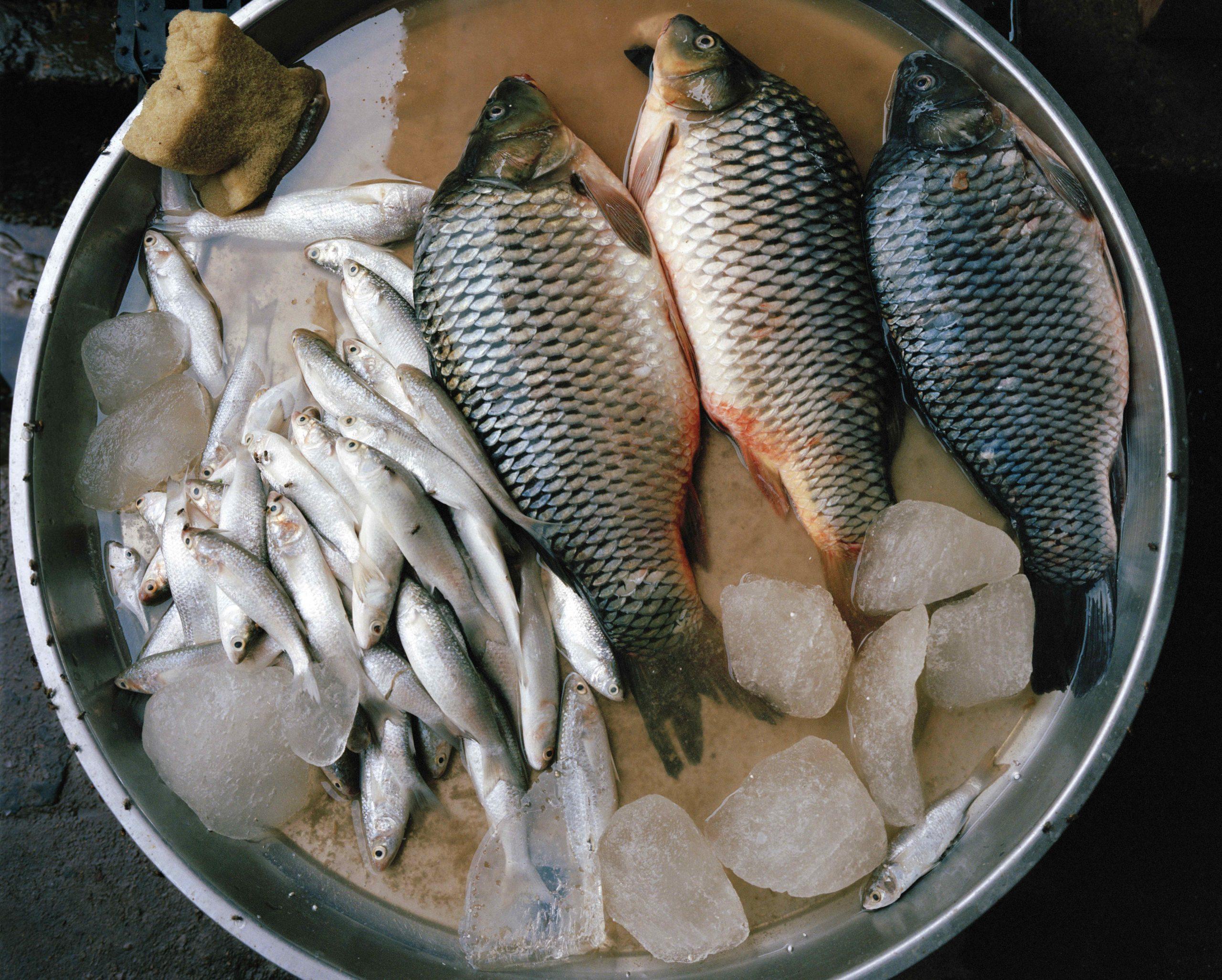 Fishes