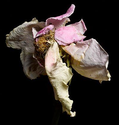 Still Life with Flower, #7
