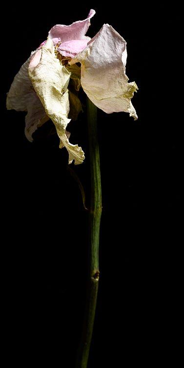 Still Life with Flower, Rose #8