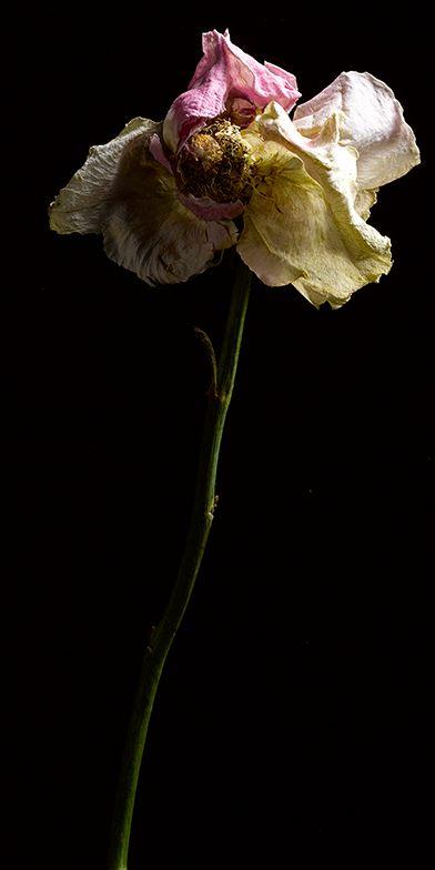 Still Life with Flower, Rose #9