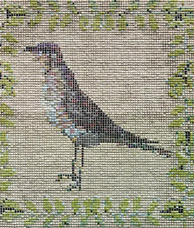 The Collared Pratincole