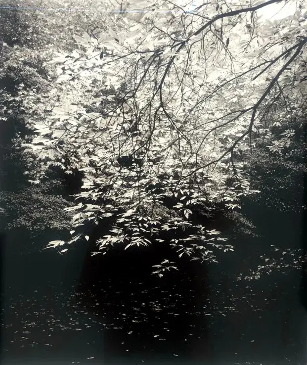 Belgrad Ormanı II