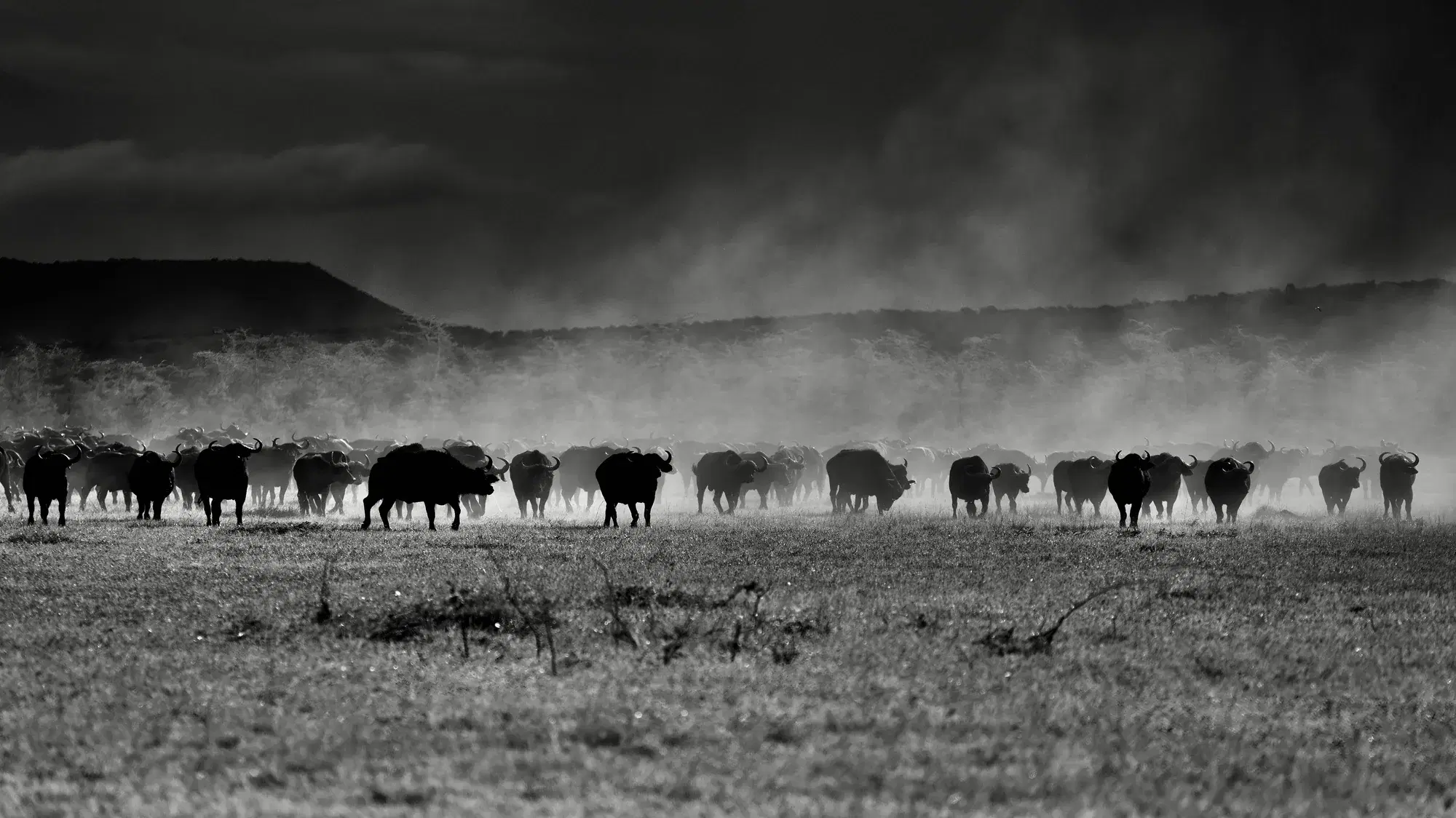 Serengeti, Afrika Bufaloları